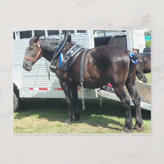 Donkere paarden briefkaart (Voorkant)