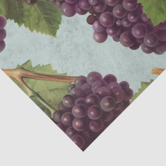 , donkere Paarse druiven en wijnstokken ontkoppele Tissuepapier (Detail)