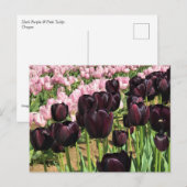 Donkere Paarse en roze tulpen Briefkaart (Voorkant / Achterkant)