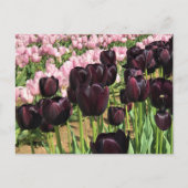 Donkere Paarse en roze tulpen Briefkaart (Voorkant)