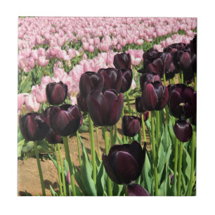 Donkere Paarse en roze tulpen Tegeltje