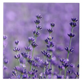 Donkere Paarse lavender Flowers Tegeltje