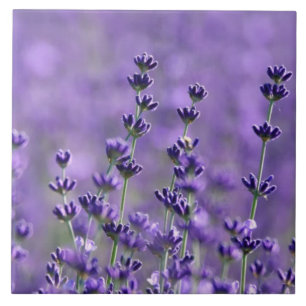 Donkere Paarse lavender Flowers Tegeltje
