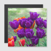 Donkere paarse tulpen (Voorkant / Achterkant)