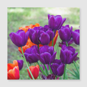 Donkere paarse tulpen