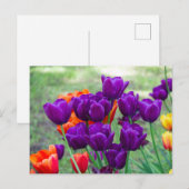 Donkere paarse tulpen  briefkaart (Voorkant / Achterkant)