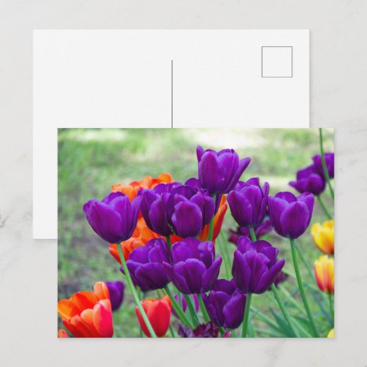 Donkere paarse tulpen  briefkaart (Voorkant / Achterkant)