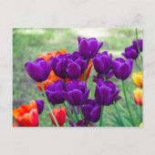 Donkere paarse tulpen  briefkaart (Voorkant)