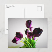 Donkere Paarse Tulpen Briefkaart (Voorkant / Achterkant)