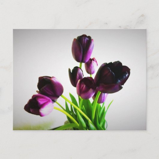 Donkere Paarse Tulpen Briefkaart (Voorkant)