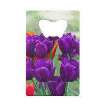 Donkere paarse tulpen