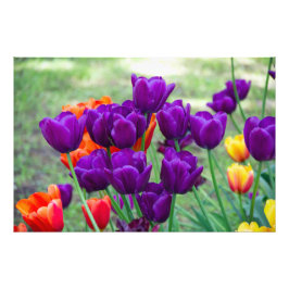Donkere paarse tulpen foto afdruk