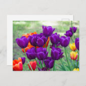 Donkere paarse tulpen foto briefkaart (Voorkant / Achterkant)