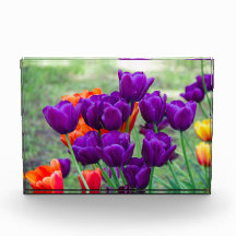 Donkere paarse tulpen