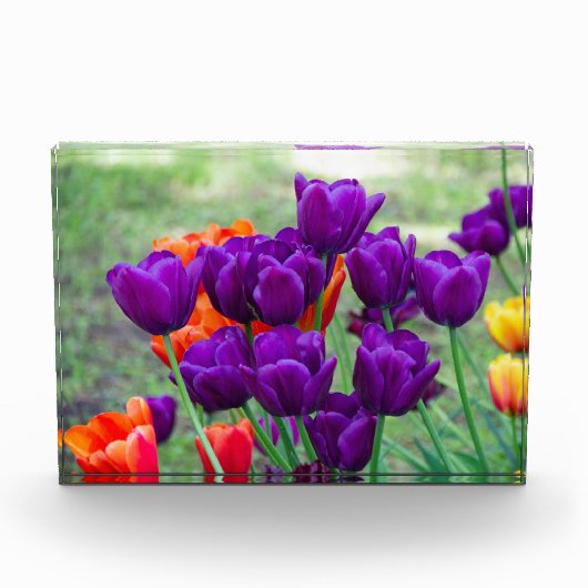 Donkere paarse tulpen fotoblokken (Voorkant)