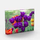 Donkere paarse tulpen fotoblokken (Links)