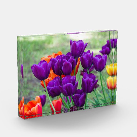 Donkere paarse tulpen fotoblokken (Links)