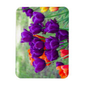 Donkere paarse tulpen magneet (Verticaal)