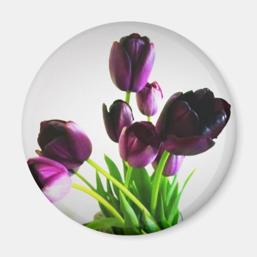 Donkere Paarse tulpen Magneet (Voorkant)