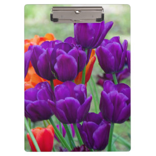 Donkere paarse tulpen op een zonnige dag in de tui klembord