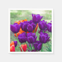 Donkere paarse tulpen op een zonnige dag in de tui