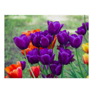 Donkere paarse tulpen perfect poster
