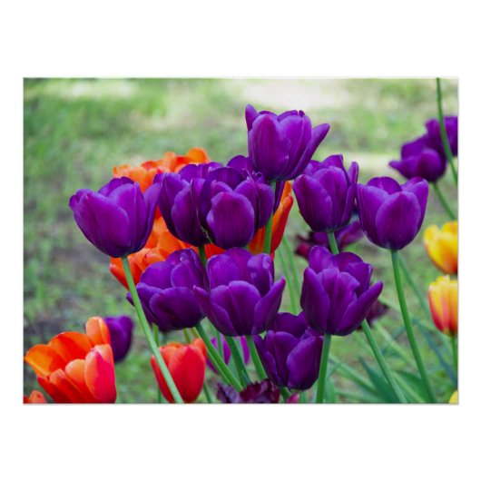 Donkere paarse tulpen perfect poster (Voorkant)