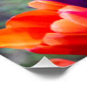 Donkere paarse tulpen perfect poster (Hoek)