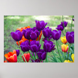 Donkere paarse tulpen poster