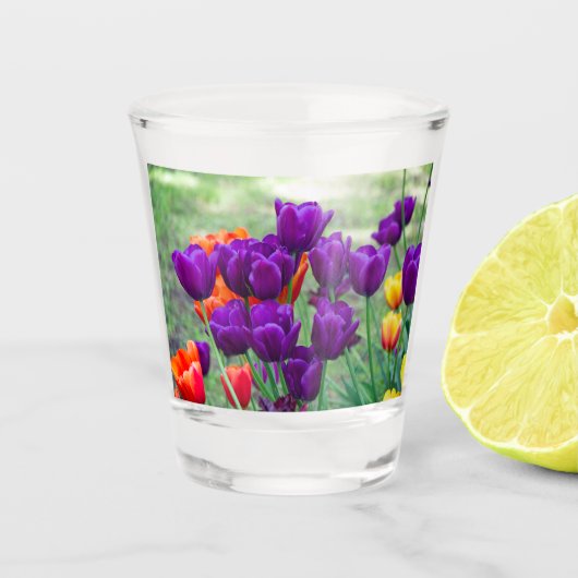 Donkere paarse tulpen shot glas (Voorkant)