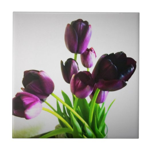 Donkere Paarse tulpen Tegeltje (Voorkant)