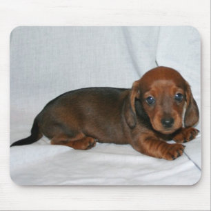 Donkere rode dachshund Puppy Muismat