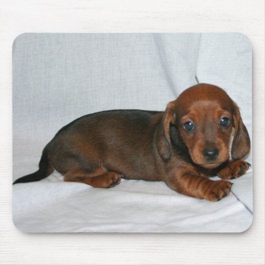 Donkere rode dachshund Puppy Muismat (Voorkant)