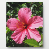 Donkere Roze Hibiscus Fotoplaat (Voorkant)