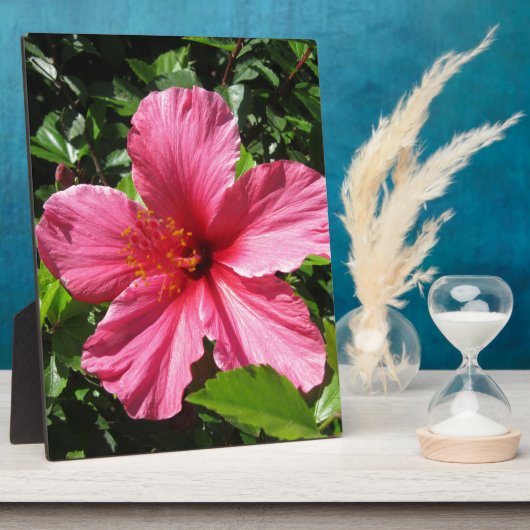 Donkere Roze Hibiscus Fotoplaat (Zijkant)