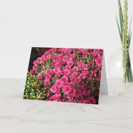 Donkere Roze Mums Kaart (Voorkant)