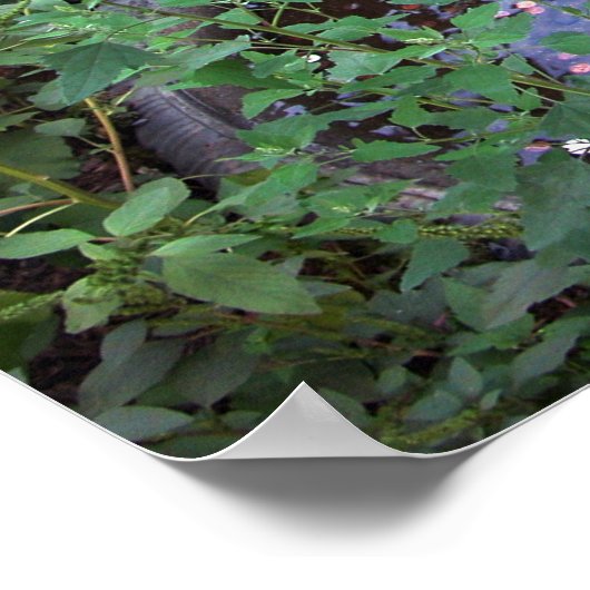 Donkere wensen poster (Hoek)