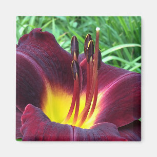 Donkere wijn van Daylily "Dominic" B Magneet