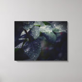 Donkergroene bladeren en regendruppels canvas afdruk (Voorkant)
