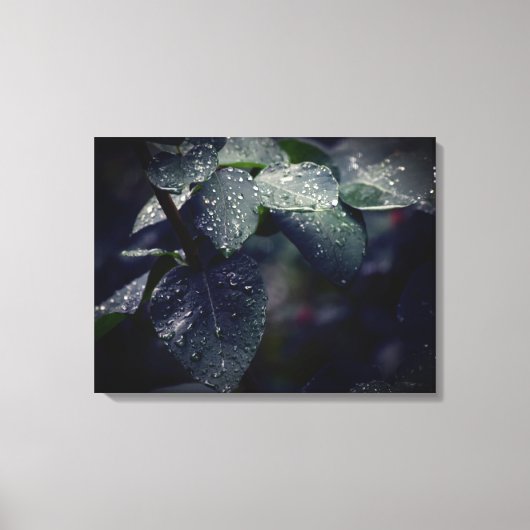 Donkergroene bladeren en regendruppels canvas afdruk (Voorkant)