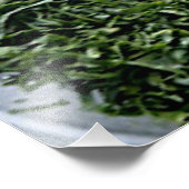 Donkergroene bladgroenten gesneden spinazie foto afdruk (Hoek)