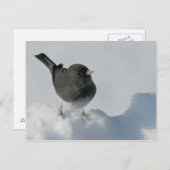 Donkerogige Junco Briefkaart (Voorkant / Achterkant)