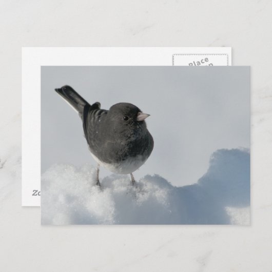 Donkerogige Junco Briefkaart (Voorkant / Achterkant)