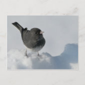Donkerogige Junco Briefkaart (Voorkant)