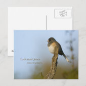 Donkerogige Junco Briefkaart (Voorkant / Achterkant)