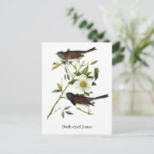 Donkerogige Junco - John James Audubon Briefkaart (Staand voorkant)