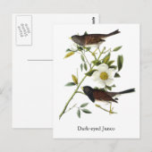 Donkerogige Junco - John James Audubon Briefkaart (Voorkant / Achterkant)
