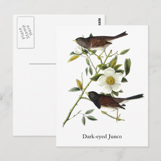 Donkerogige Junco - John James Audubon Briefkaart (Voorkant / Achterkant)