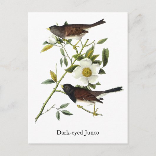 Donkerogige Junco - John James Audubon Briefkaart (Voorkant)