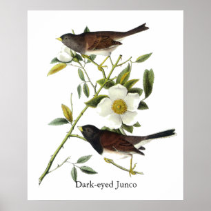 Donkerogige Junco - John James Audubon Poster